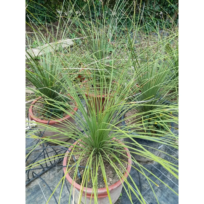 DYSILIRION LONGISSIMUM