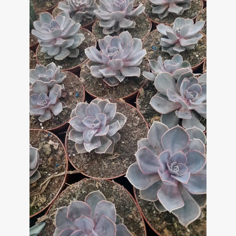 ECHEVERIA PERLE DU NUREMBERG