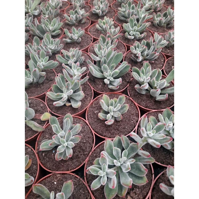 ECHEVERIA PULVINATA