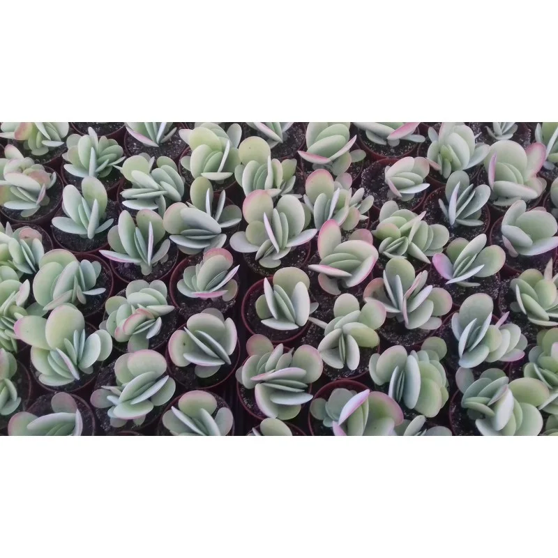 KALANKOE THYRSIFLORA