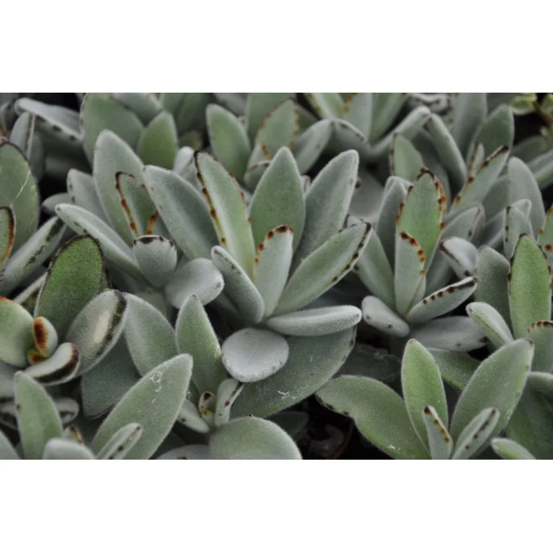 KALANKOE TOMENTOSA