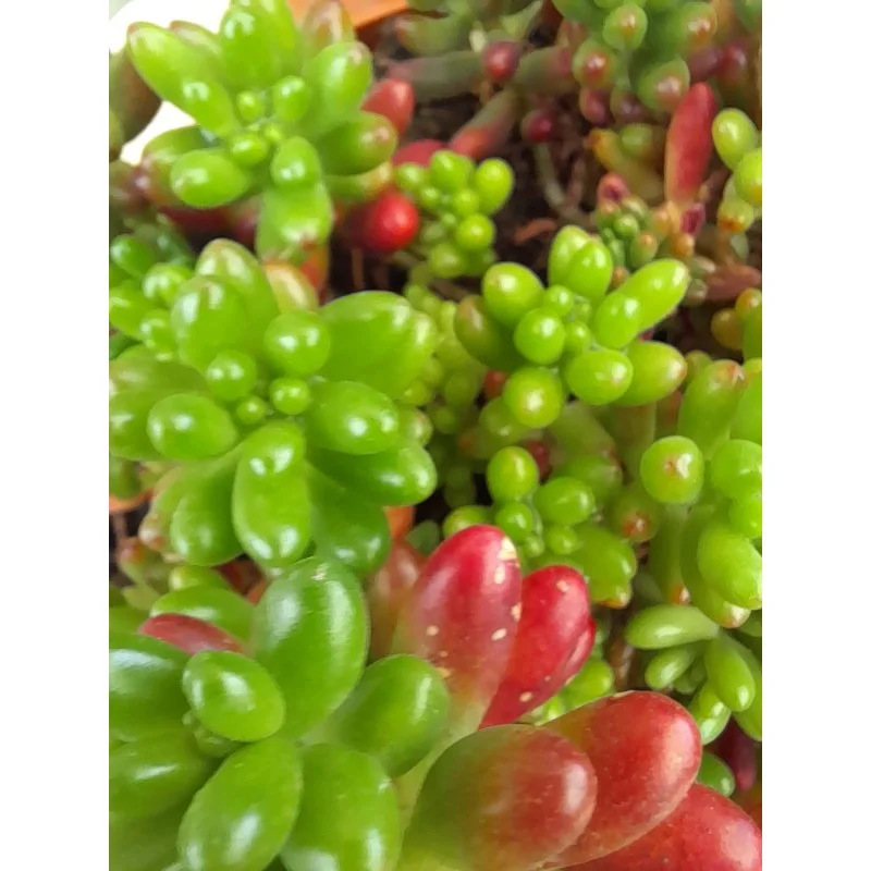 SEDUM RUBROTINCTUM