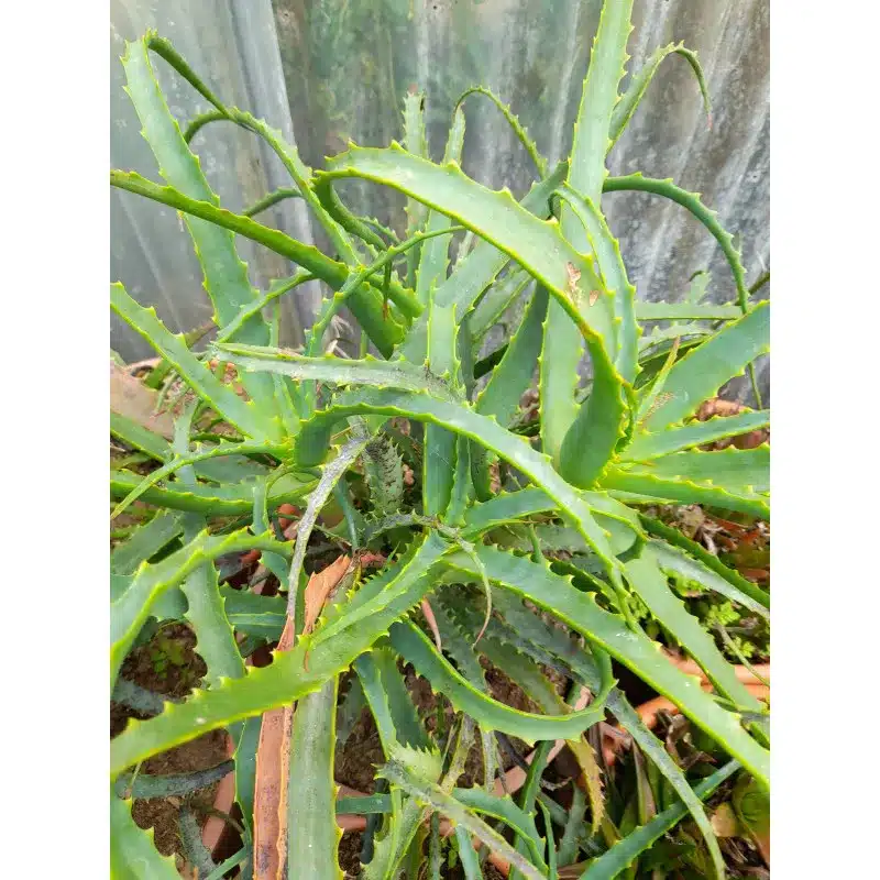 ALOE ARBORESCENS