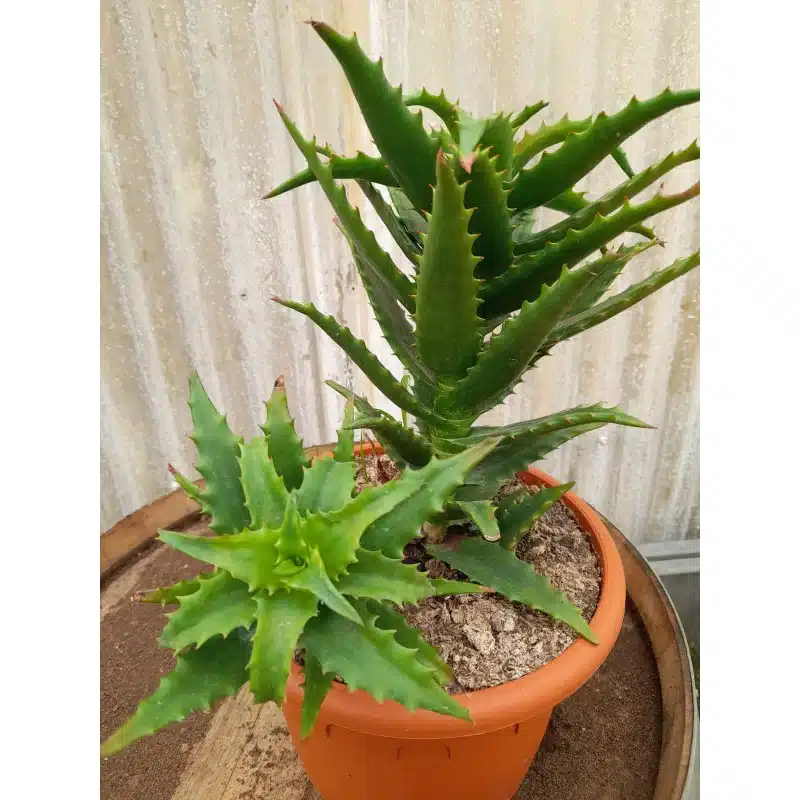 ALOE DOROTHEAE