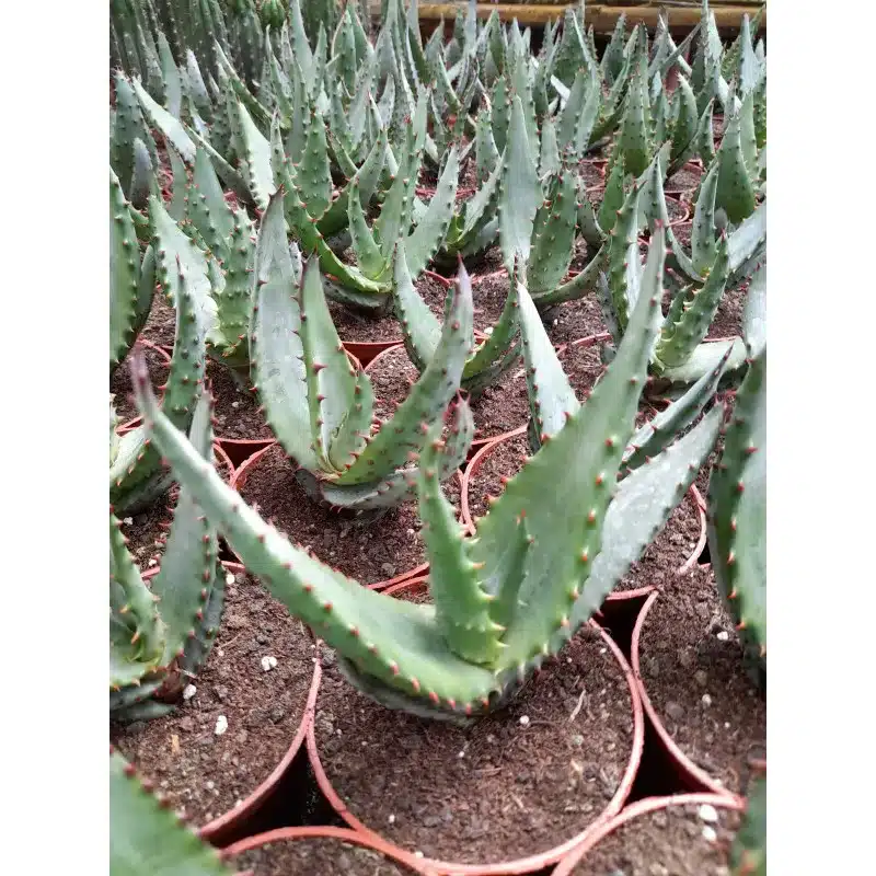 ALOE FEROX