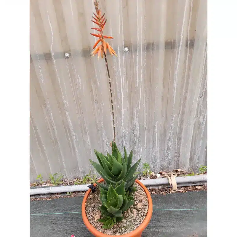 ALOE GRAMINICOLA
