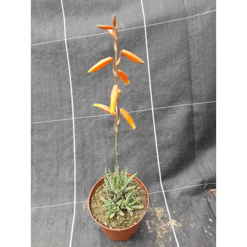 ALOE HUMILIS