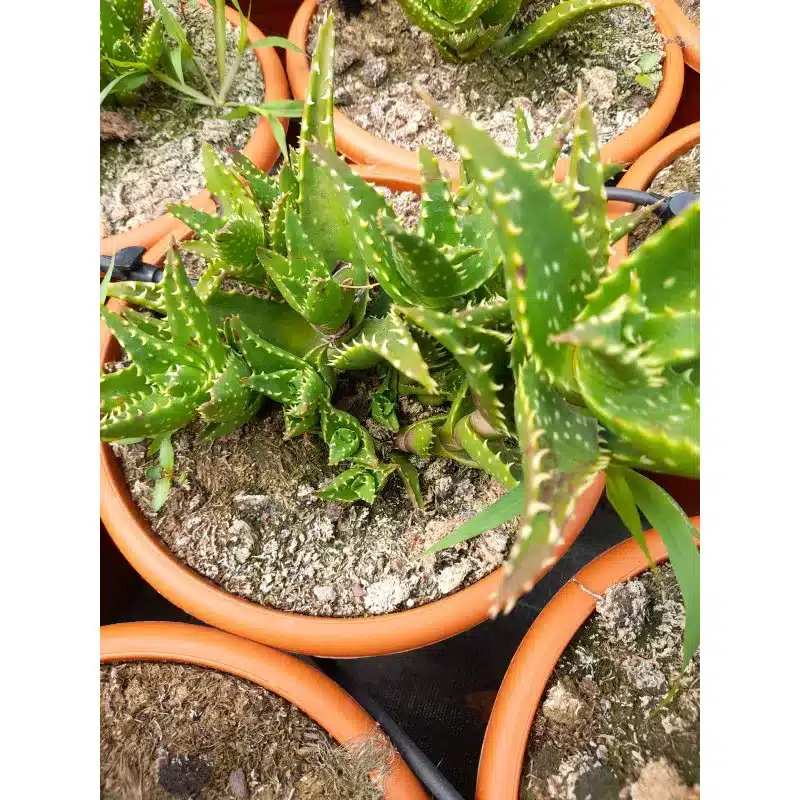 ALOE JUVENNA