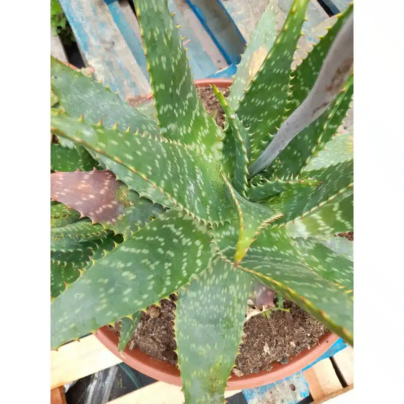 ALOE SAPONARIA