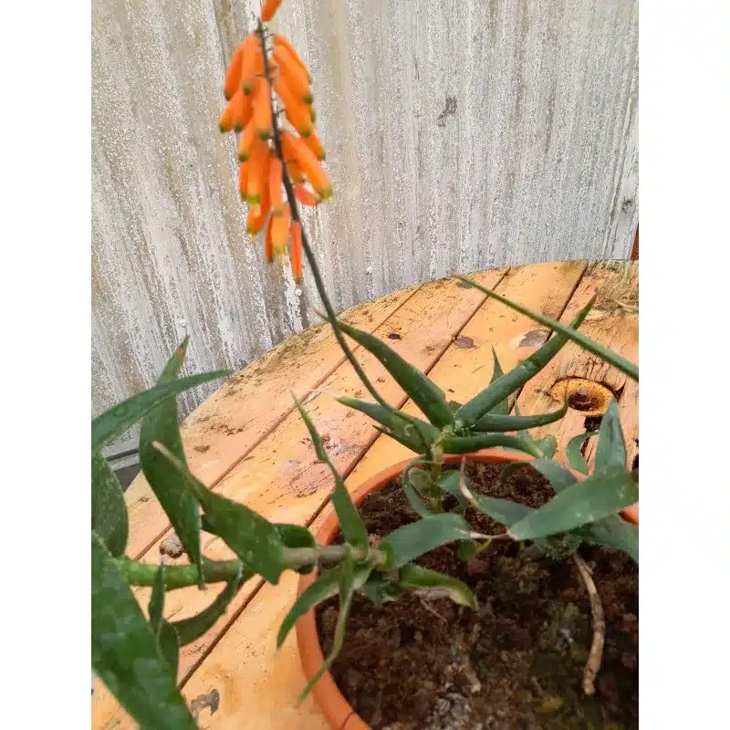 ALOE SILIARIS