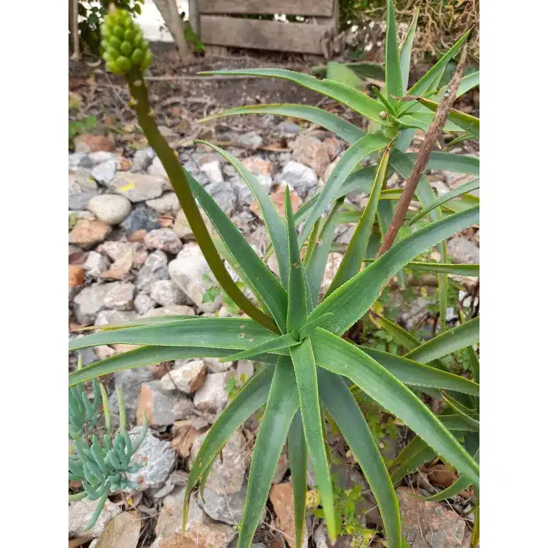 ALOE STRIATULA