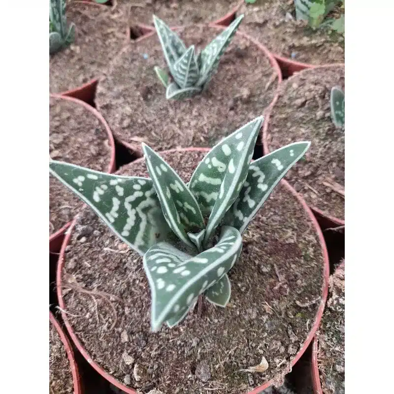 ALOE VARIEGATA