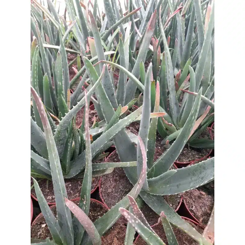 ALOE BARBADENSIS (VERA)