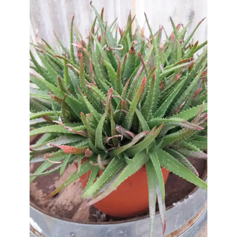 ALOE VIRENS