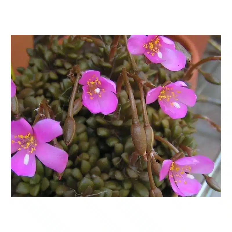 ANACAMPSEROS RUFESCENS