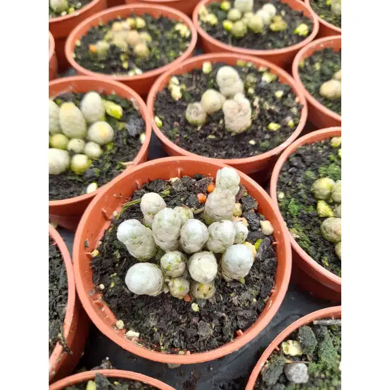 AVONIA PAPYRACEA