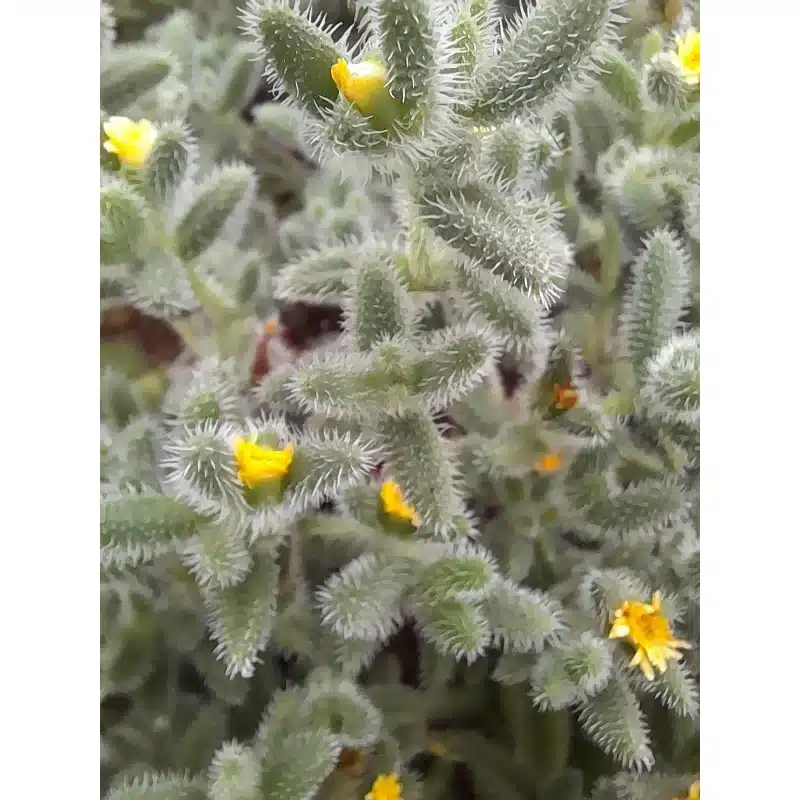 DELOSPERMA ECHINATUM