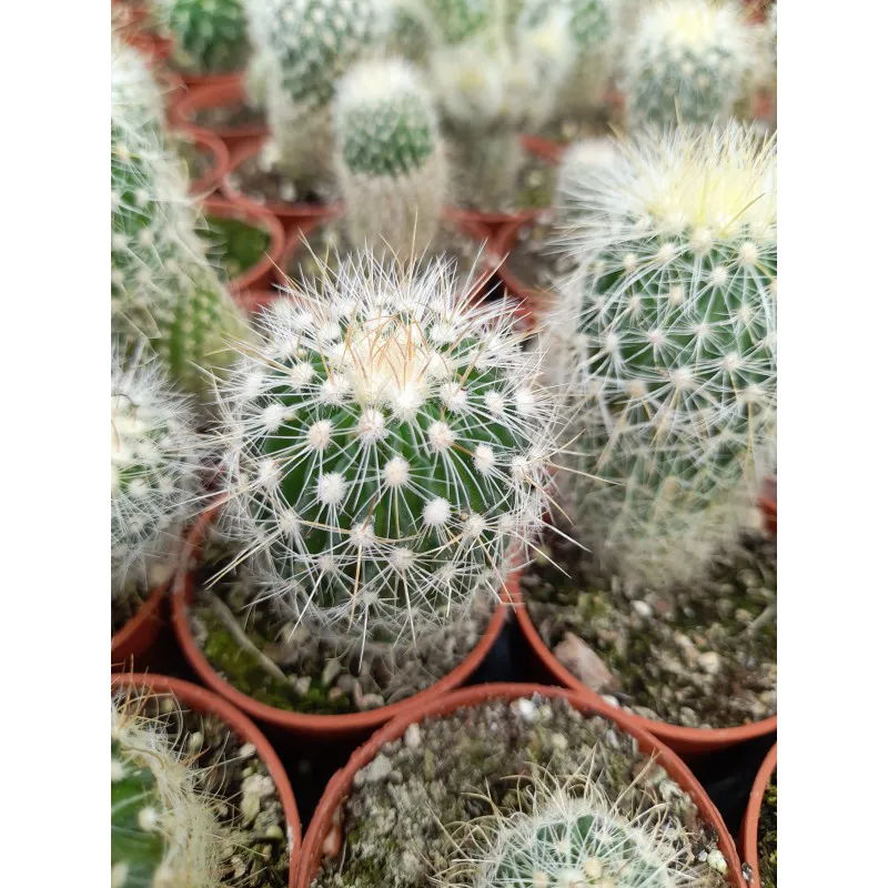 ECHINOFOSSULOCACTUS ALBATUS