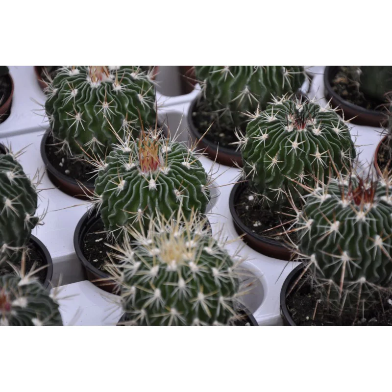 ECHINOFOSSULOCACTUS