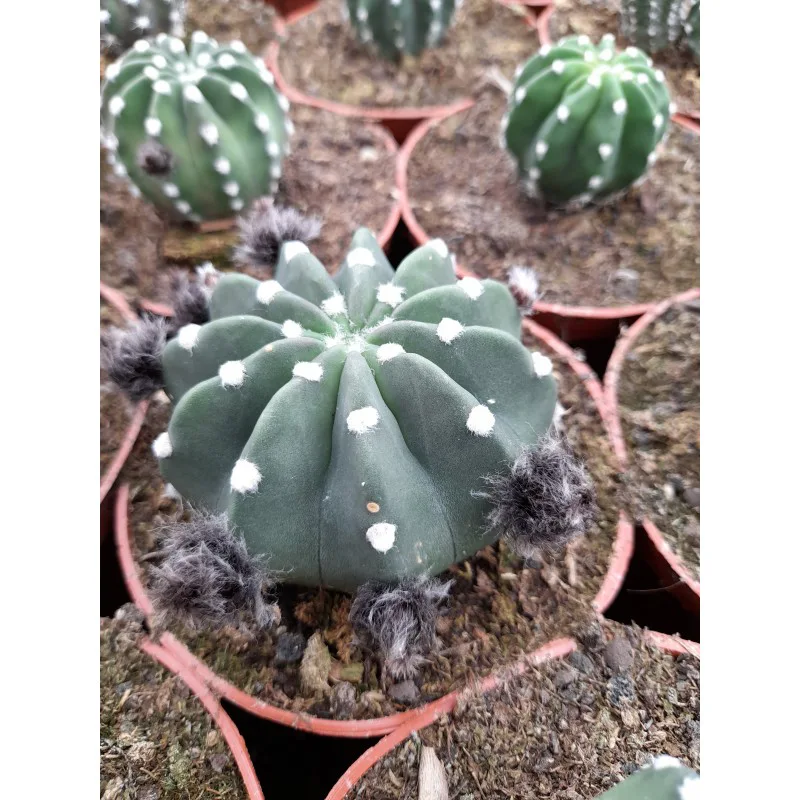 ECHINOPSIS SUBDENUDATA