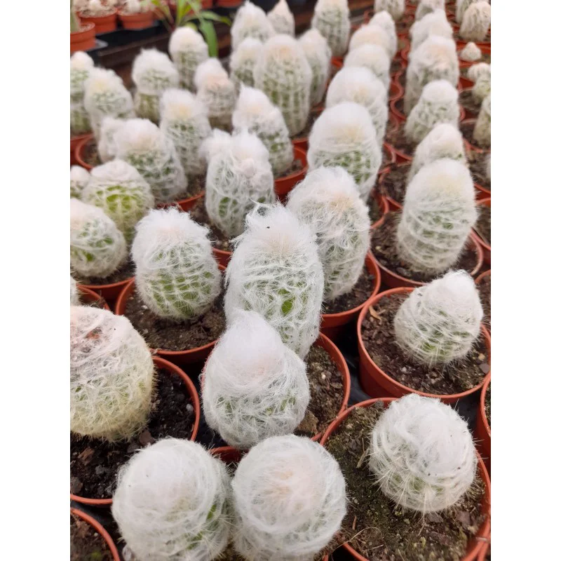 ESPOSTOA MELANOSTEL