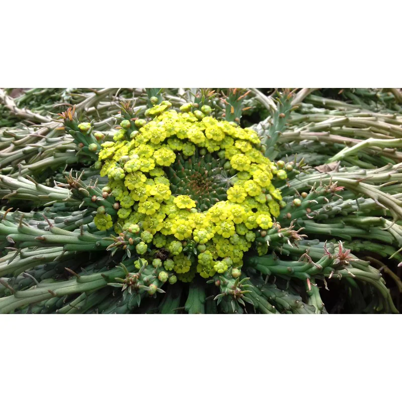 EUPHORBIA CAPUT MEDUSAE