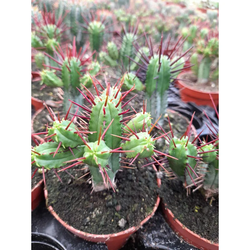 EUPHORBIA ENOPLA