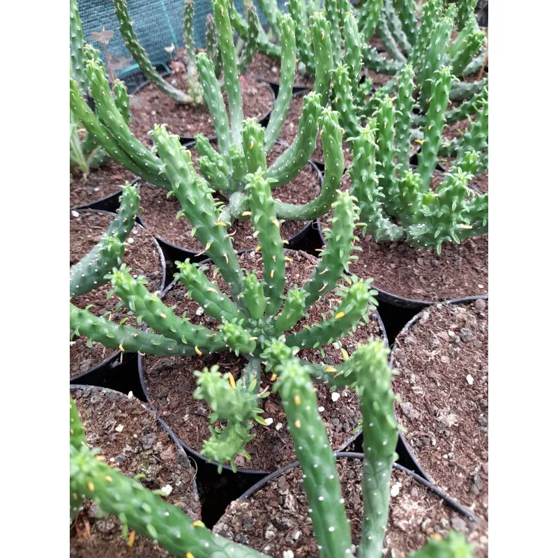 EUPHORBIA INERMIS