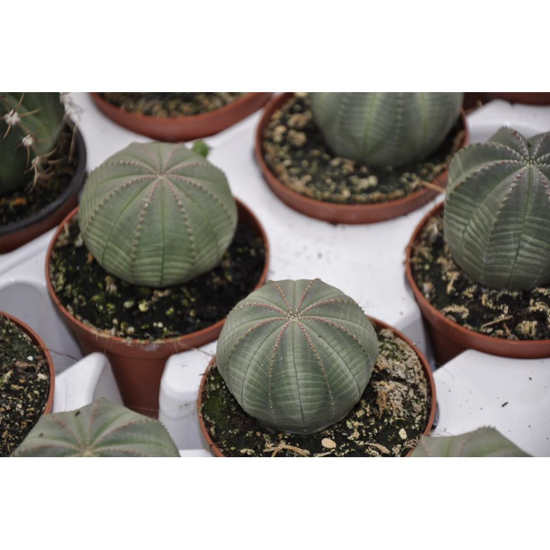 EUPHORBIA OBESA