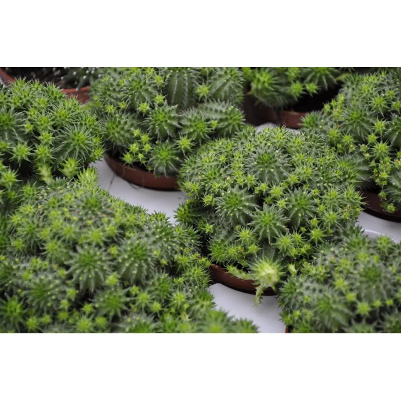 EUPHORBIA SUSANNAE