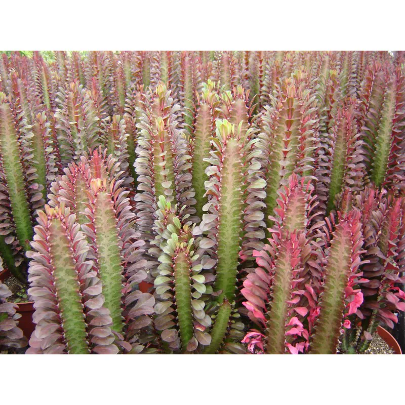 EUPHORBIA TRIGONA POURPRE
