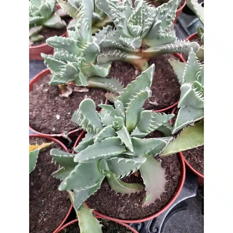 FAUCARIA TIGRINA
