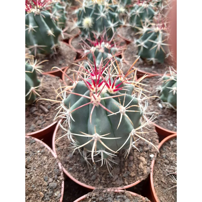 FEROCACTUS COLORATUS