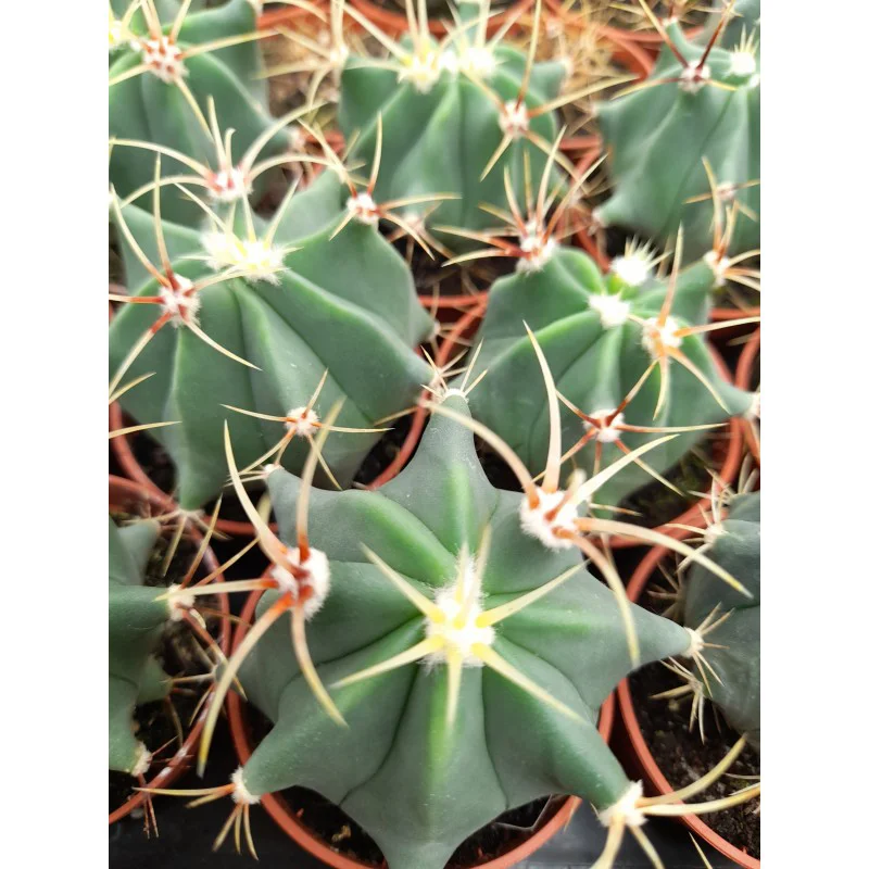 FEROCACTUS ELECTRACANTHUS