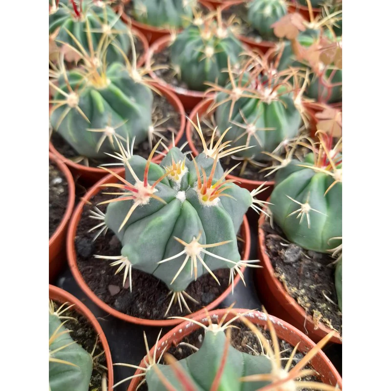 FEROCACTUS LATISPINUS