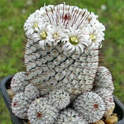 Fleurs de cactus