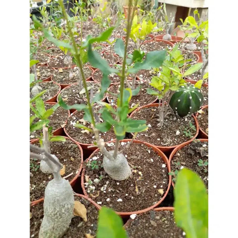 FOCKEA EDULIS