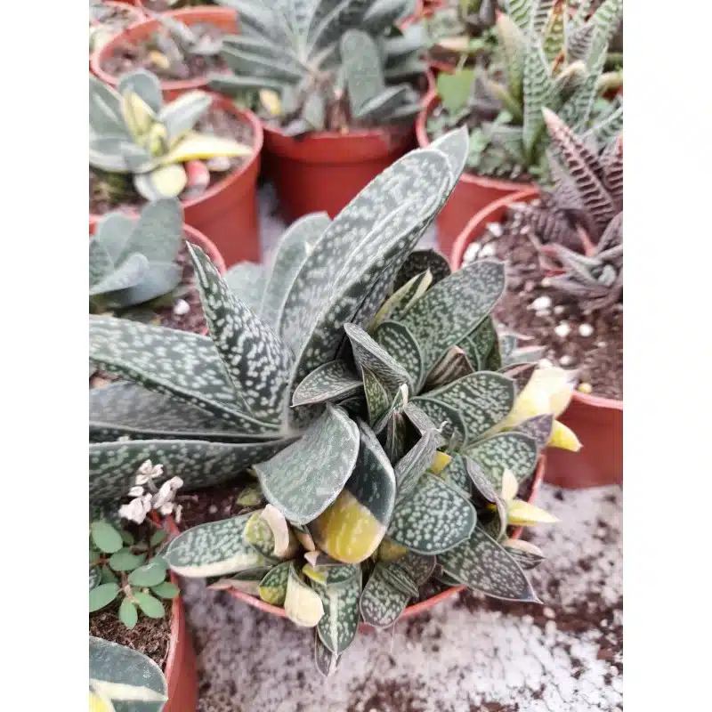 GASTERIA