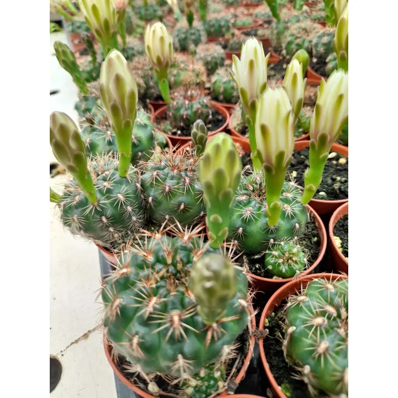 GYMNOCALICIUM BRUCHII