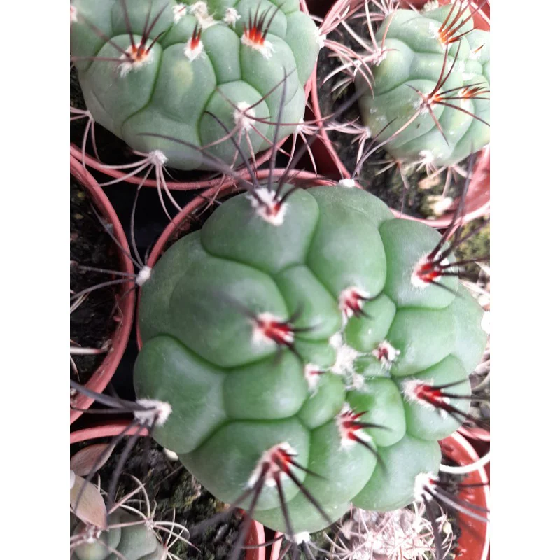 GYMNOCALICIUM SAGLIONE