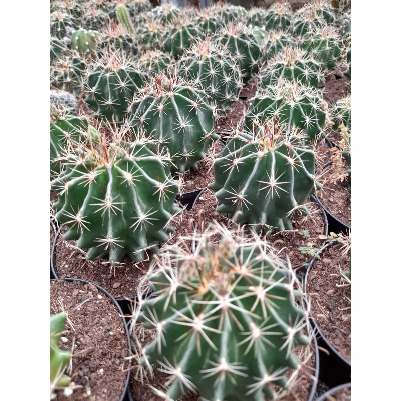HAMATOCACTUS SETISPINUS