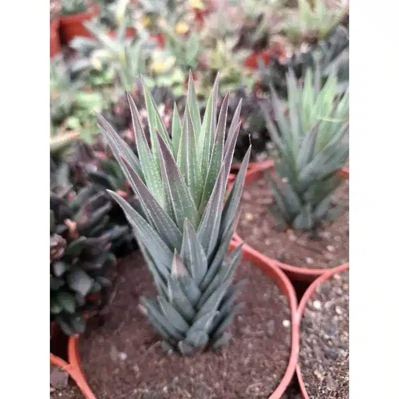 HAWORTHIA GLAUCA