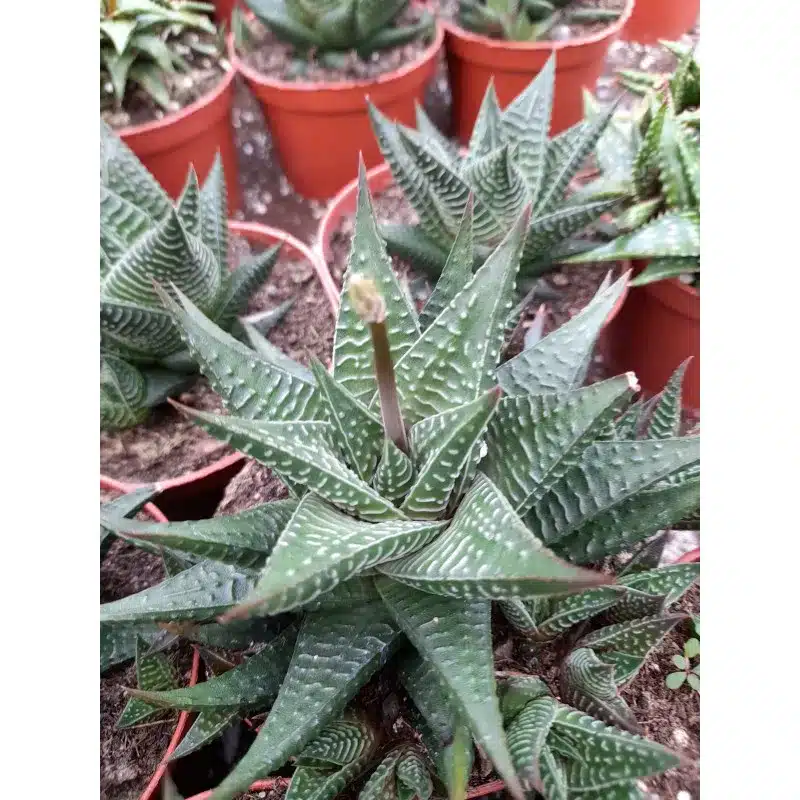 HAWORTHIA LIMIFOLIA