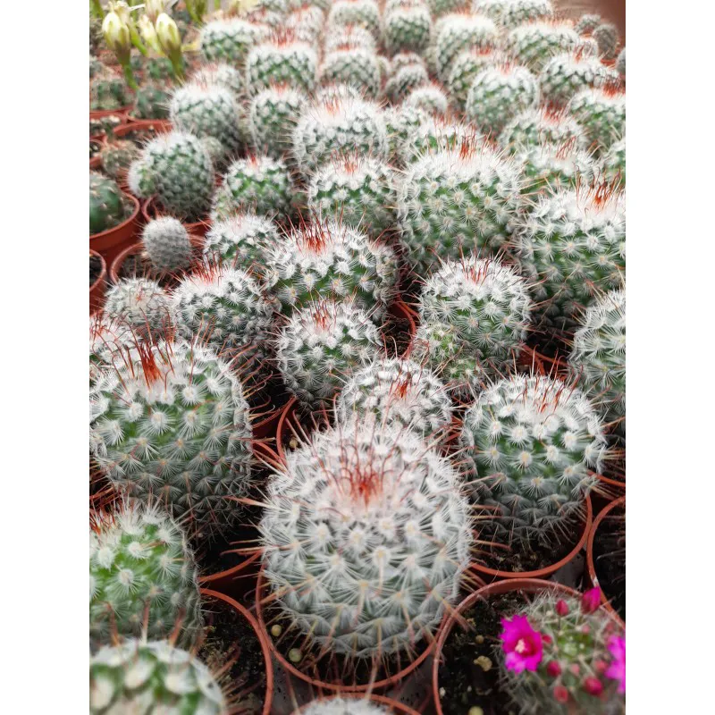 MAMMILARIA BOMBYCINA