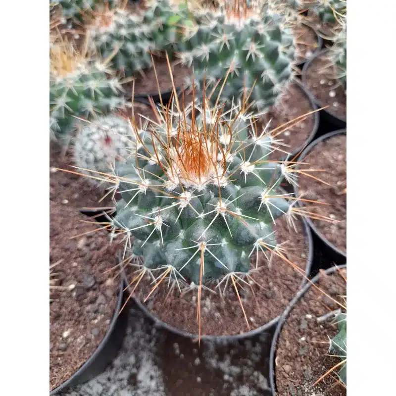 MAMMILARIA NIVA