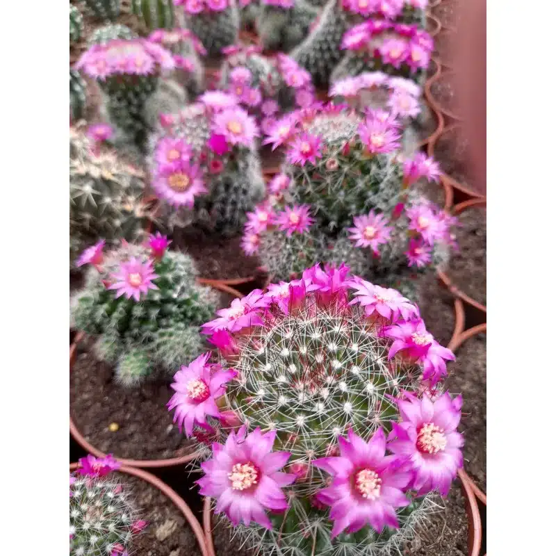 MAMMILARIA ZEILMANNIANA