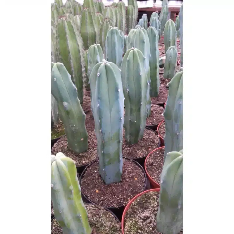 myrtillocactus geometrizans