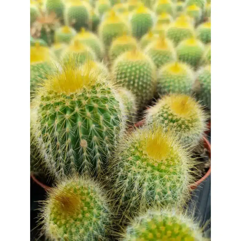 NOTOCACTUS LENINGHAUSII