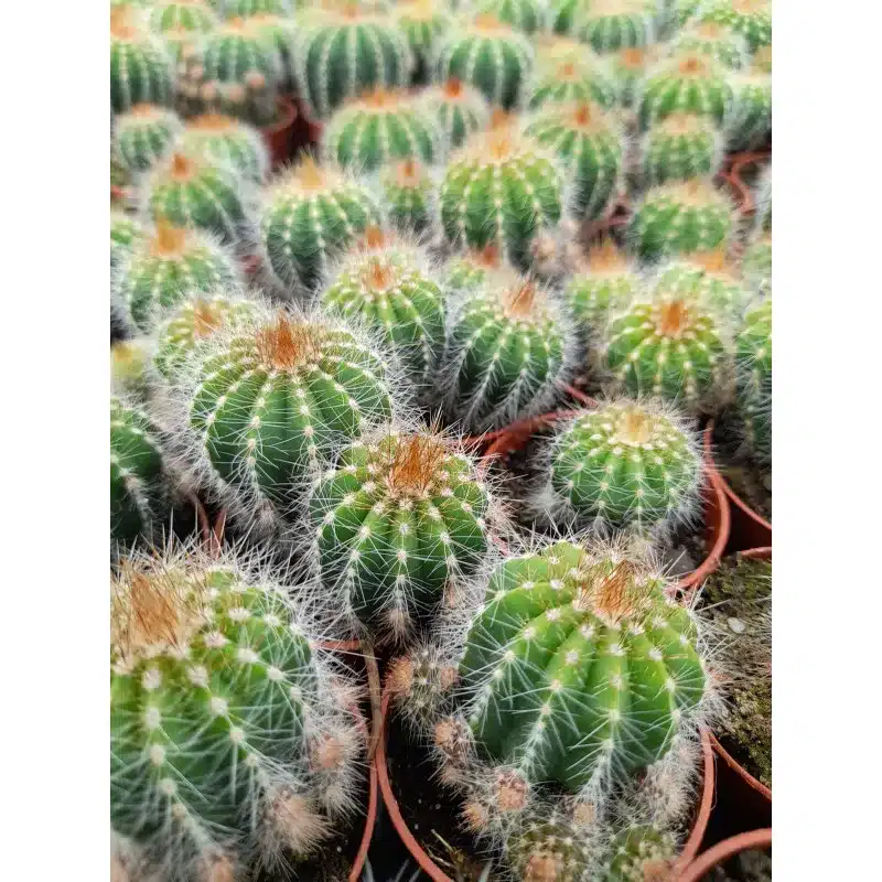 NOTOCACTUS MAGNIFICUS
