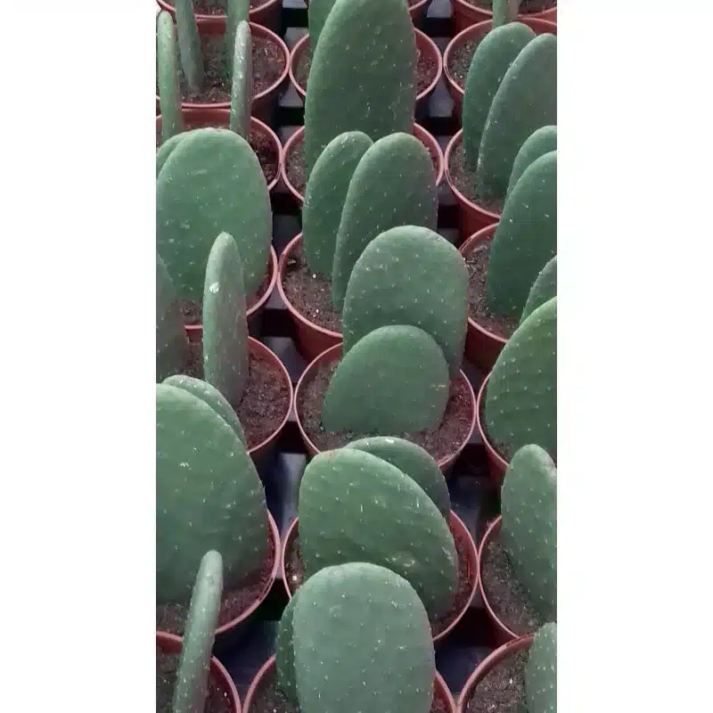 OPUNTIA FICUS-INDICA